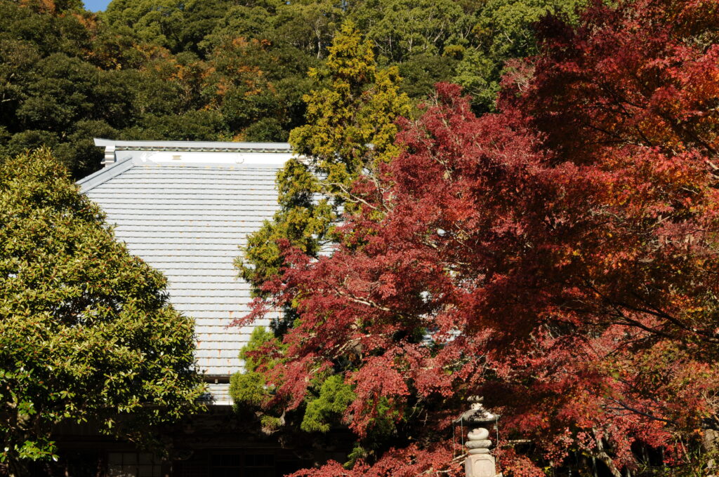 小松寺 紅葉